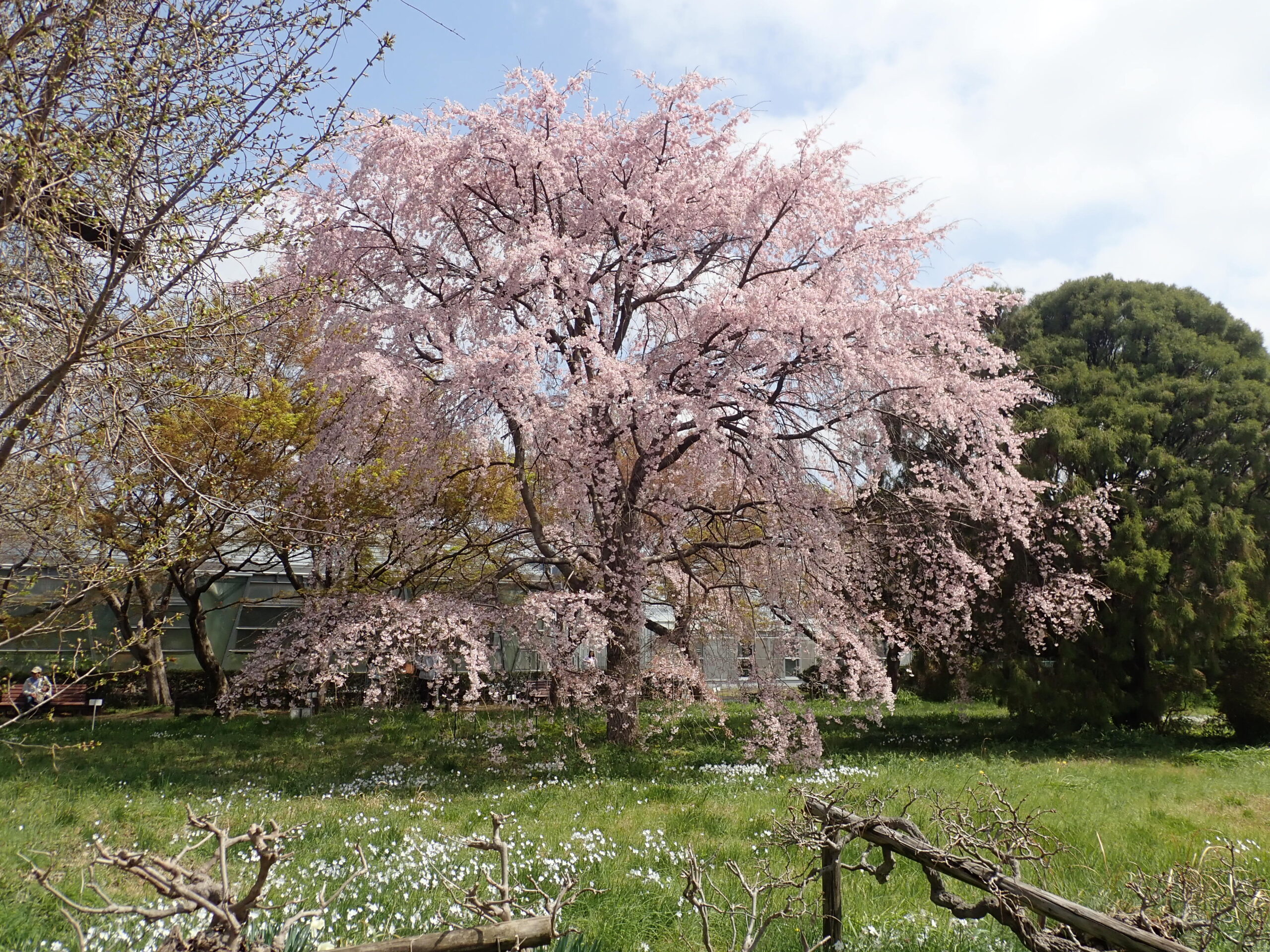 【緑を楽しむ講座 千葉・習志野】植物園で春の花と史跡を探訪しよう ～史跡も意外に多いんです～